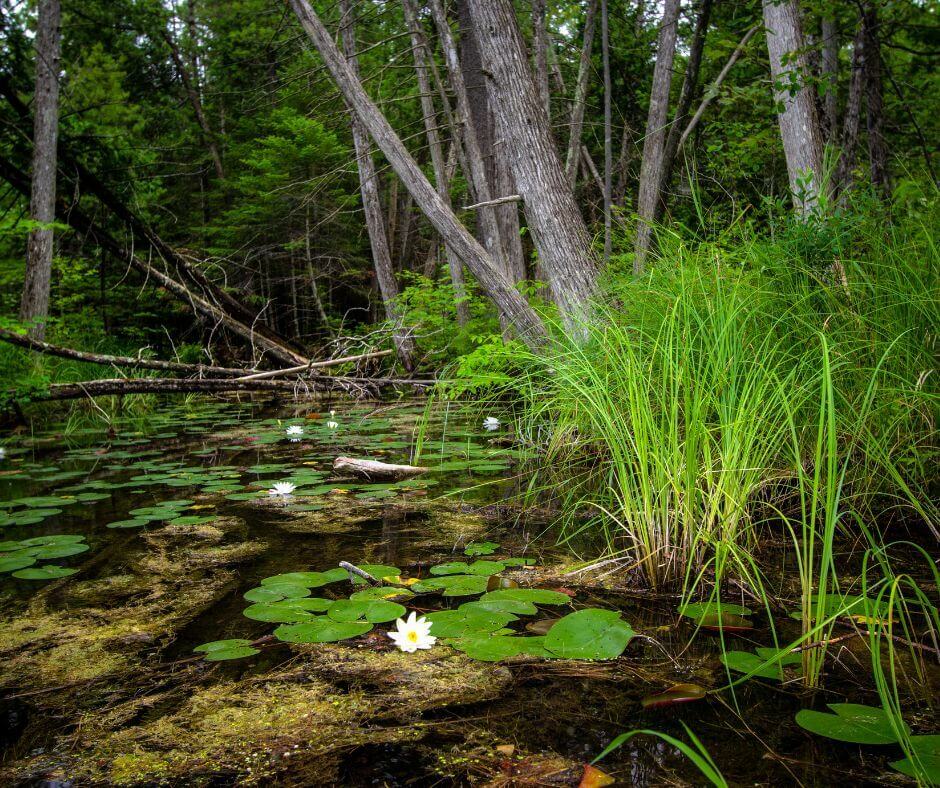 SmallScale Habitat Management For Large Dividends Michigan Whitetail