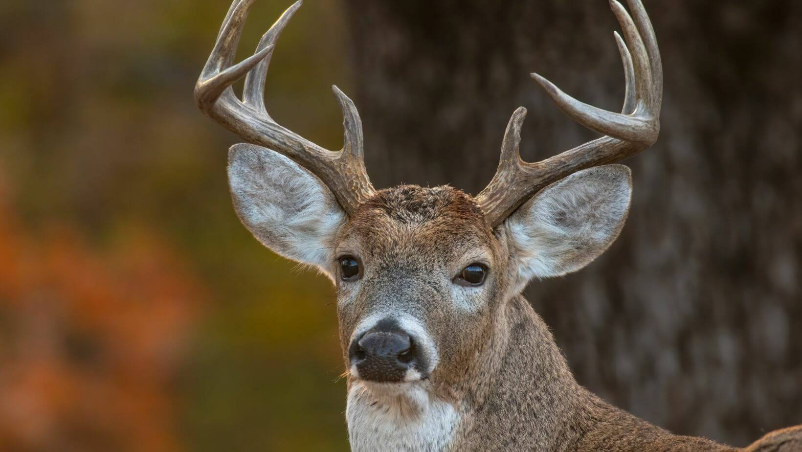 Best Places To Hunt Whitetail Deer In Michigan • Air Gun Maniac