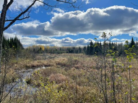 Hunting Land For Sale In Chippewa County 164 Acres | Property ID: 23298