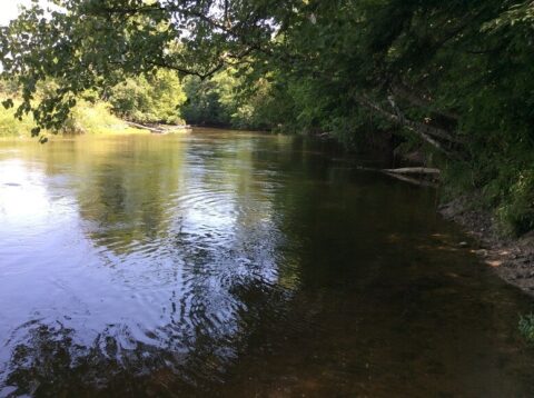 Hunting Land For Sale In Midland County 110 Acres | Property ID: 23297