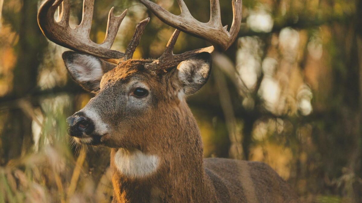 Unveiling Michigan’s Prime Whitetail Deer Hunting Counties