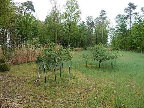 Farm Land For Sale In Calhoun County 95 Acres | Property ID: 23429