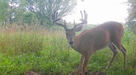 Hunting Land For Sale In Barry County 53.45 Acres | Property ID: 23430