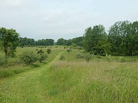 Hunting Land For Sale In Ingham County 90 Acres | Property ID: 23433