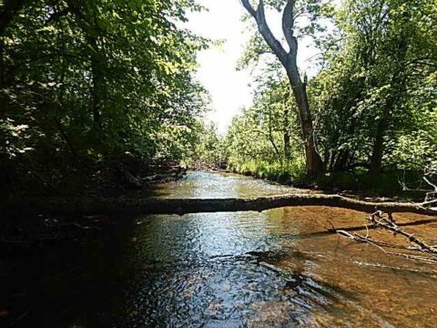 Hunting Land For Sale In Hillsdale County 42 Acres | Property ID: 23441