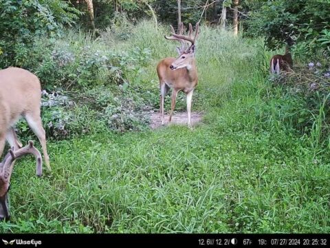 Recreational Land For Sale In Hillsdale County 80 Acres | Property ID: 23425