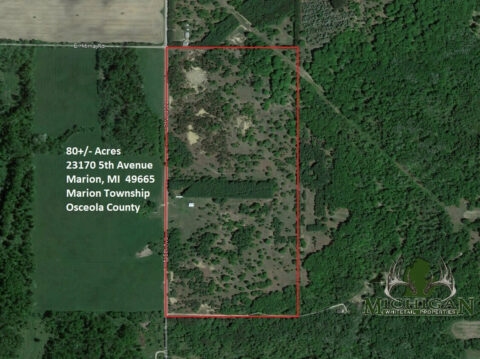 Hunting Land For Sale In Osceola County 80 Acres | Property ID: 23457