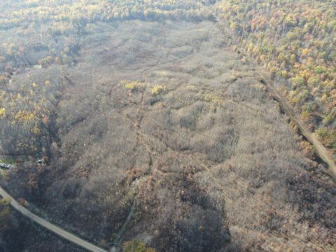 Hunting Land For Sale In Clare County 80 Acres | Property ID: 23492