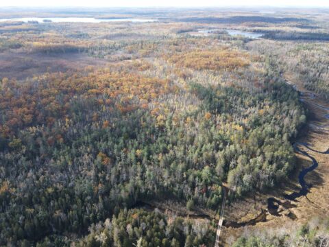 Hunting Land For Sale In Montmorency County 107 Acres | Property ID: 23556
