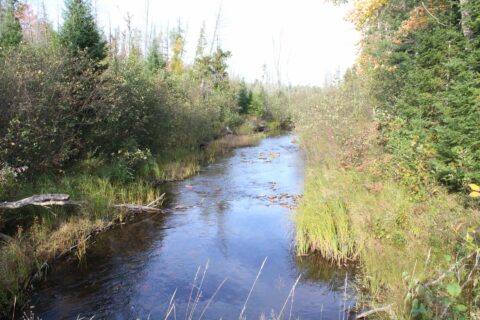 Hunting Land For Sale In Montmorency County 43 Acres | Property ID: 23555