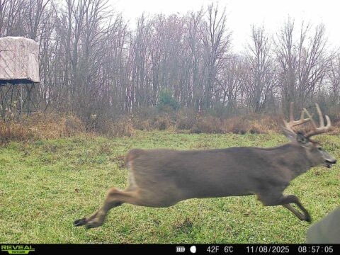 Hunting Land For Sale In Hillsdale County 40 Acres | Property ID: 23540