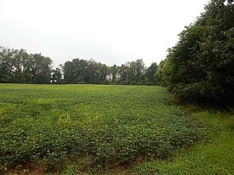 Hunting Land For Sale In Calhoun County 105.38 Acres | Property ID: 23561