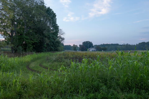 Hunting Land For Sale In Lenawee County 26.38 Acres | Property ID: 23563