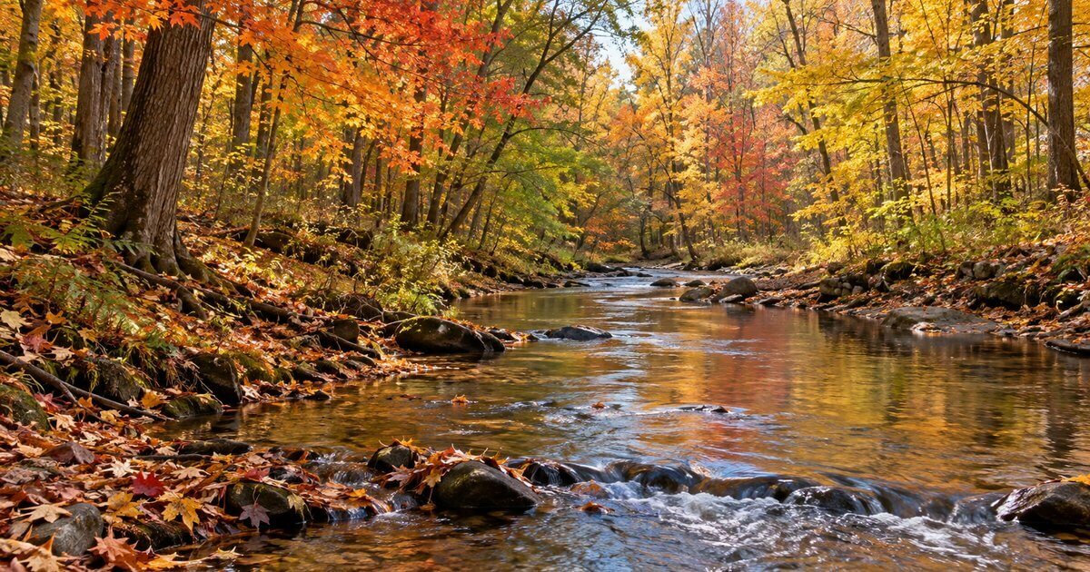 Shallow rocky stream winding through fall hardwoods with leaves along the banks in Michigan