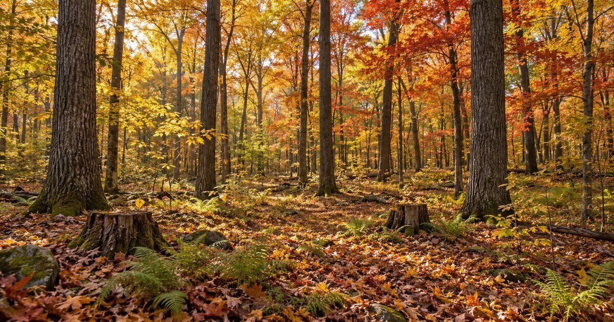 Managed Michigan oak and maple timber stand in October color