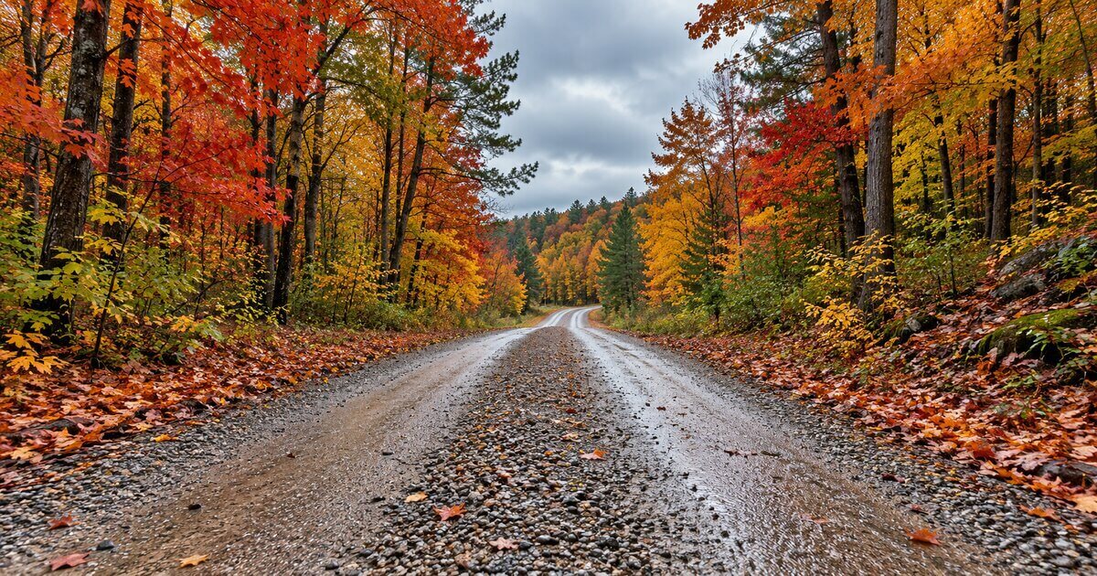 Crowned gravel two-track draining after rain through Michigan autumn timber