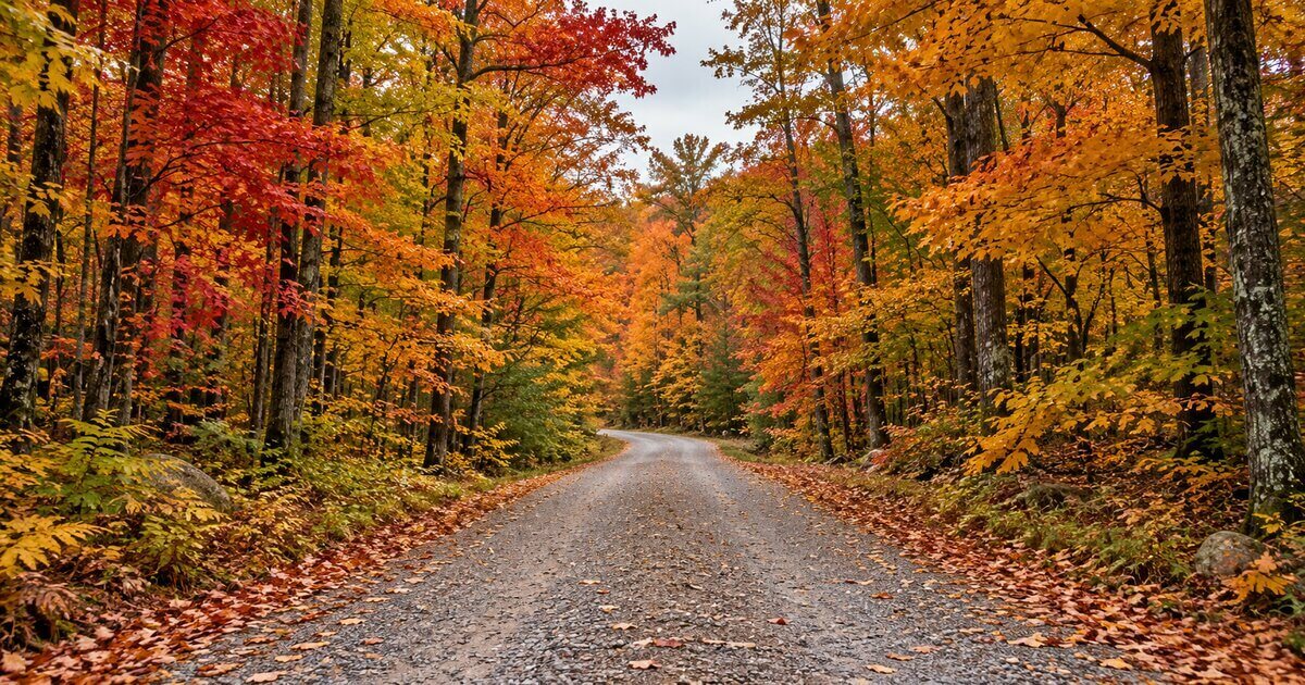 Level crowned gravel access lane into Michigan hardwoods in October color