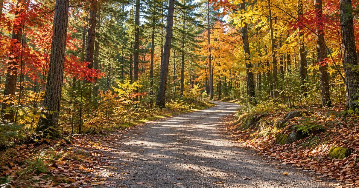 Wide packed gravel trail with a gentle grade through Michigan red pine and hardwoods