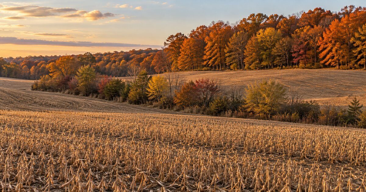 Southern Michigan crop field meeting an oak and hickory woodlot in mid-October color